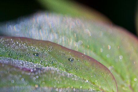 Drip drop of water leaf photo