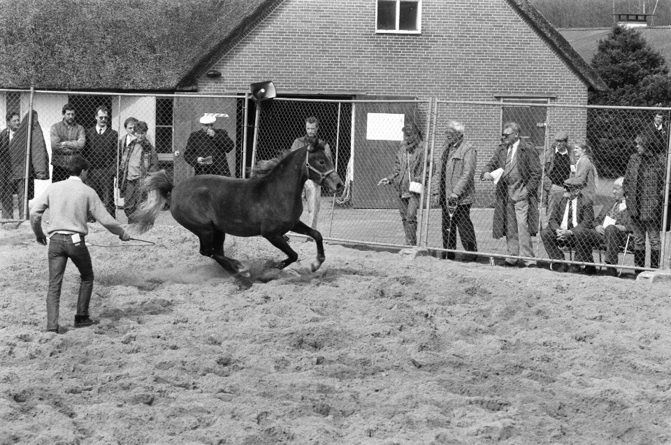Kijkdag voor veiling 120 Arabische volbloeden van failliet verklaarde stoeterij , Bestanddeelnr 934-2239