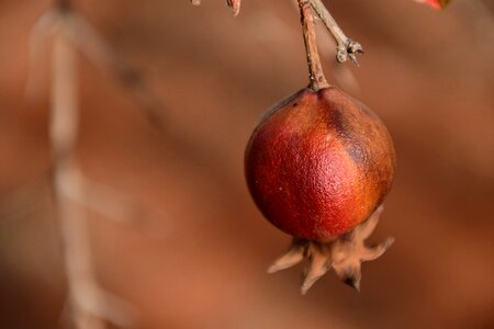 Old forget nature