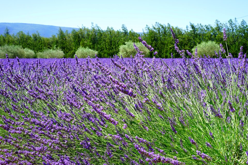 Lavender flowers blue flowers photo