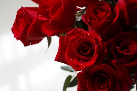 Valentine flower love photo