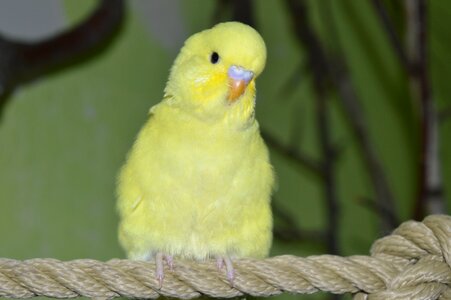 Budgie ziervogel yellow