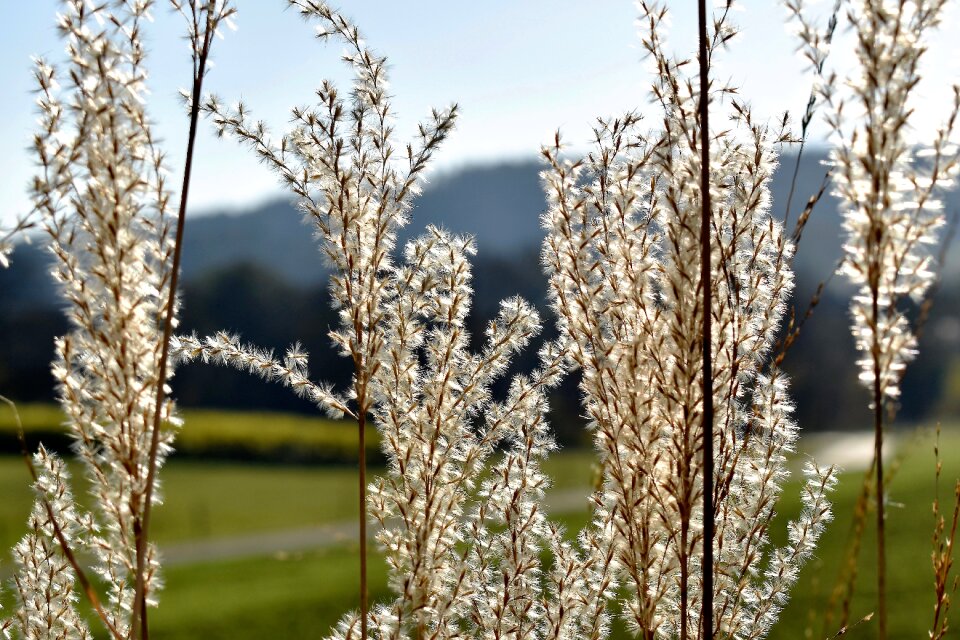 Plant blade of grass landscape