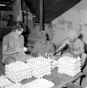 Kibboets Nir Elyahu Kibboetsbewoners bezig met het schoonmaken en verpakken van, Bestanddeelnr 255-3739