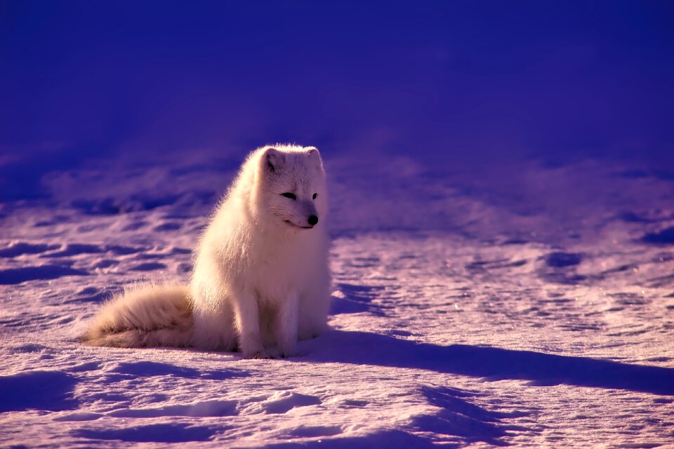 Animal wildlife snow