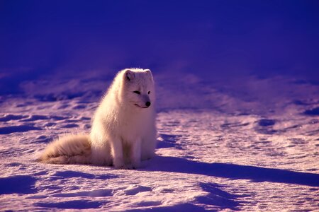 Animal wildlife snow