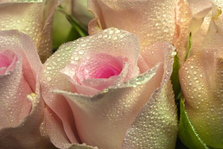 Sunlight pink rose macro photo