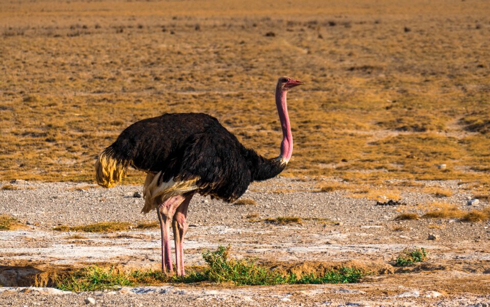 Ostriches feather safari