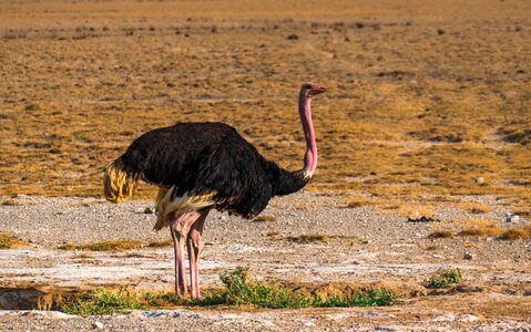Ostriches feather safari photo