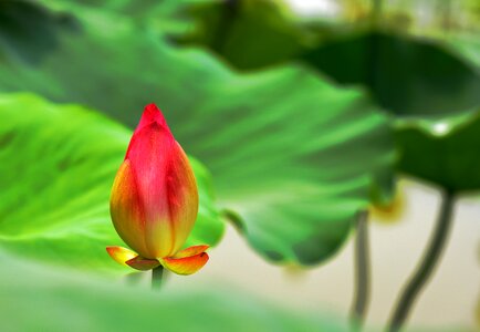 Lotus flower cold good work