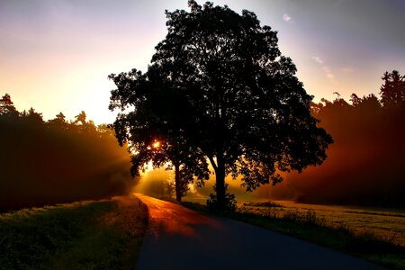 Daybreak landscape forest