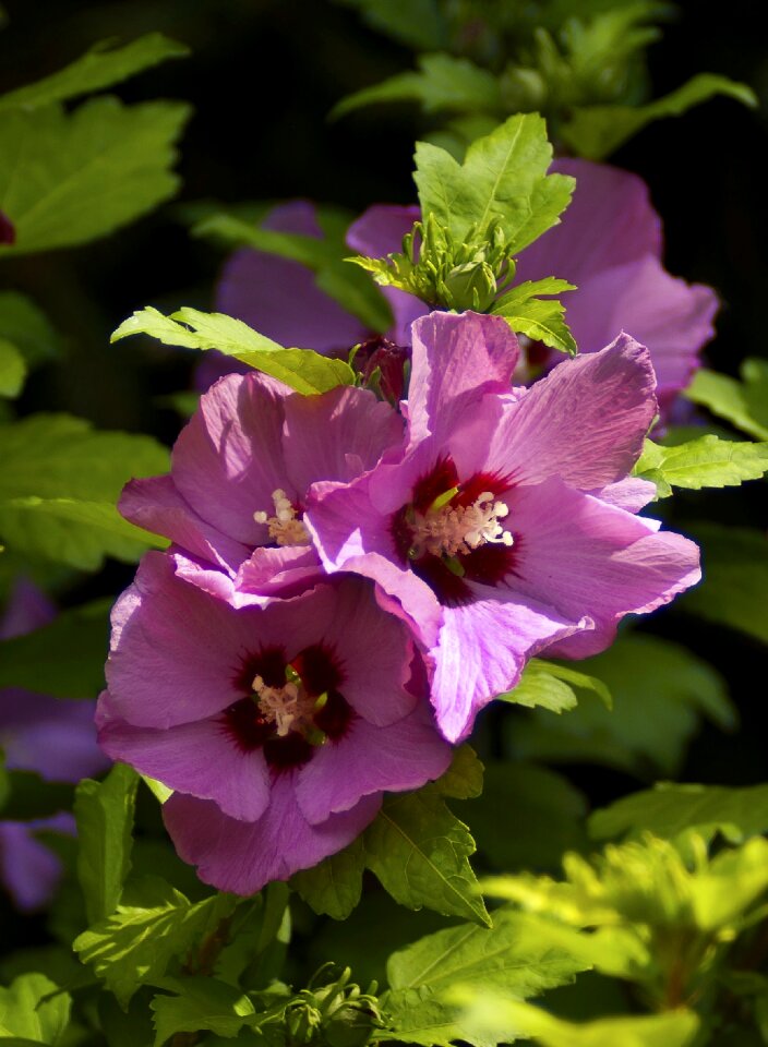 Garden nature flowers