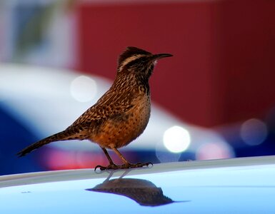 Birds reflection fauna