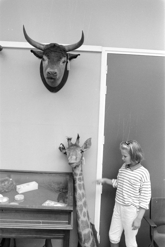 Kijkdag veiling opgezette dieren van overleden Johan Roeleveld bij veilinghuis D, Bestanddeelnr 934-3053