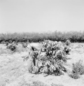Kibboets Nir Elyahu Kibboetsbewoner bezig bij een nieuwe aanplant van vruchtbom, Bestanddeelnr 255-3736