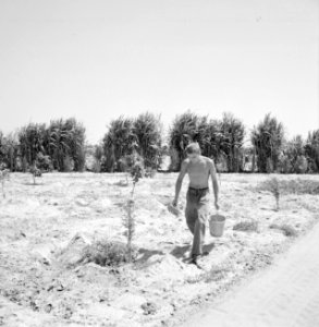 Kibboets Nir Elyahu Kibboetsbewoner met een emmer in de hand bij nieuwe aanpla…, Bestanddeelnr 255-3732