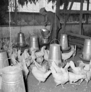 Kibboets Nir Elyahu Kibboetsbewoner bezig in een kippenhok met het vullen van d, Bestanddeelnr 255-3743