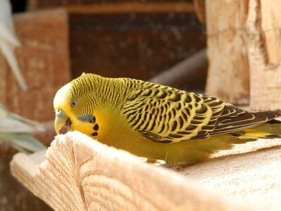 Parakeet corrugated animals wood photo