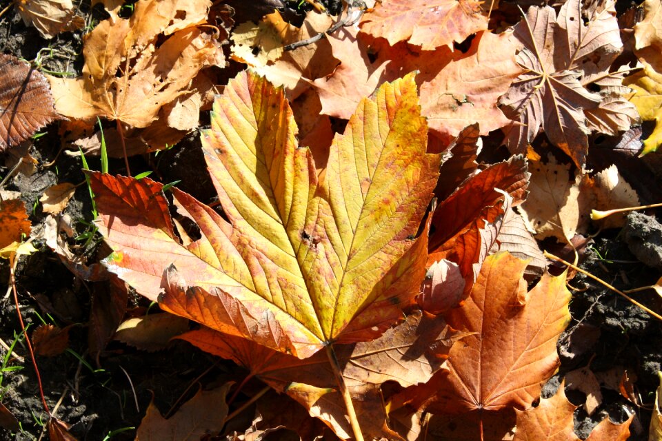 Tree autumn leaves nature