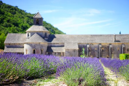 Lavender field cistercian abbey monastery photo