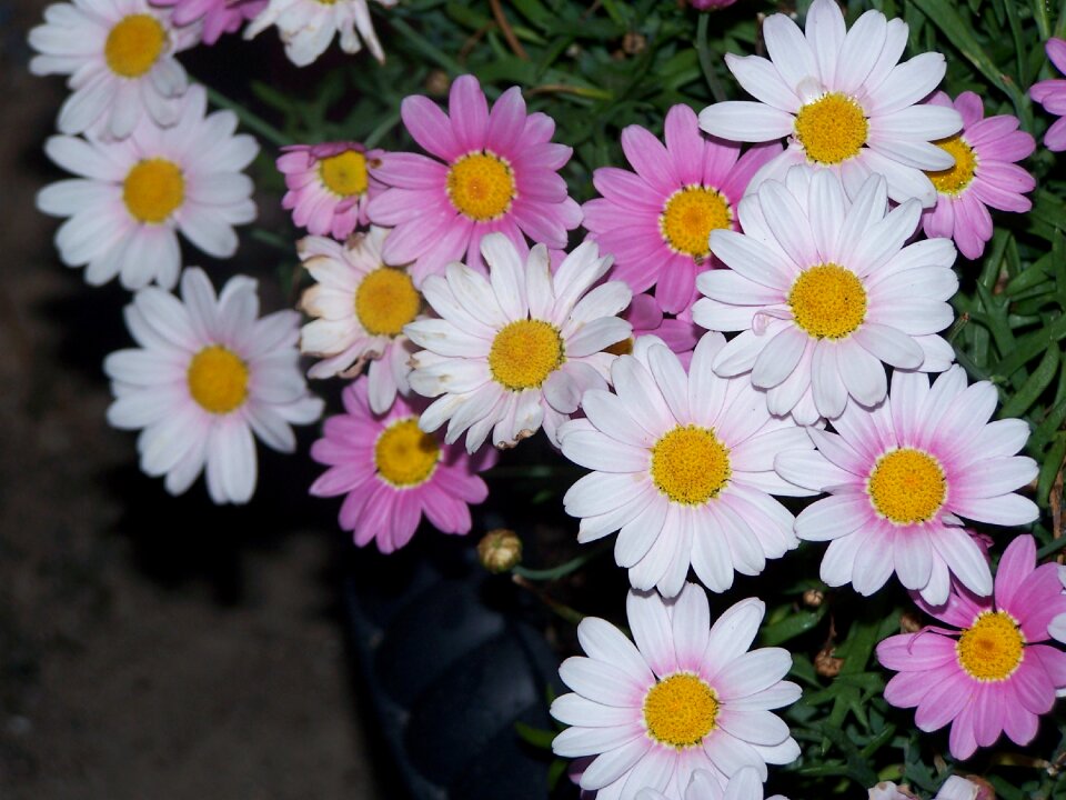 Plant pink flower road
