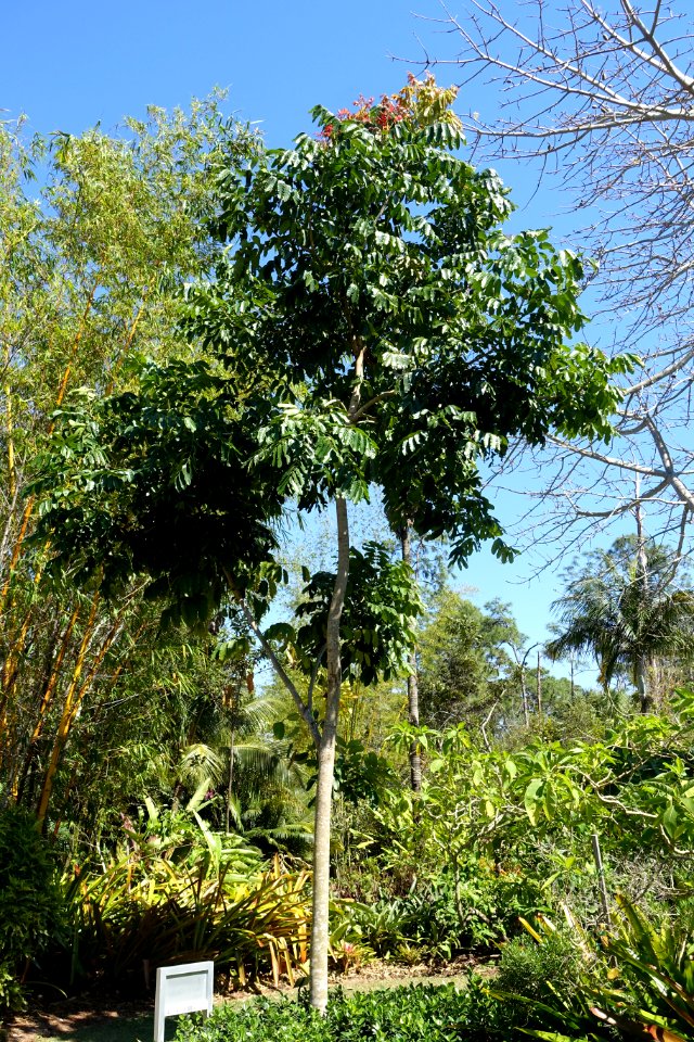 Khaya anthotheca - Naples Botanical Garden - Naples, Florida - DSC09886