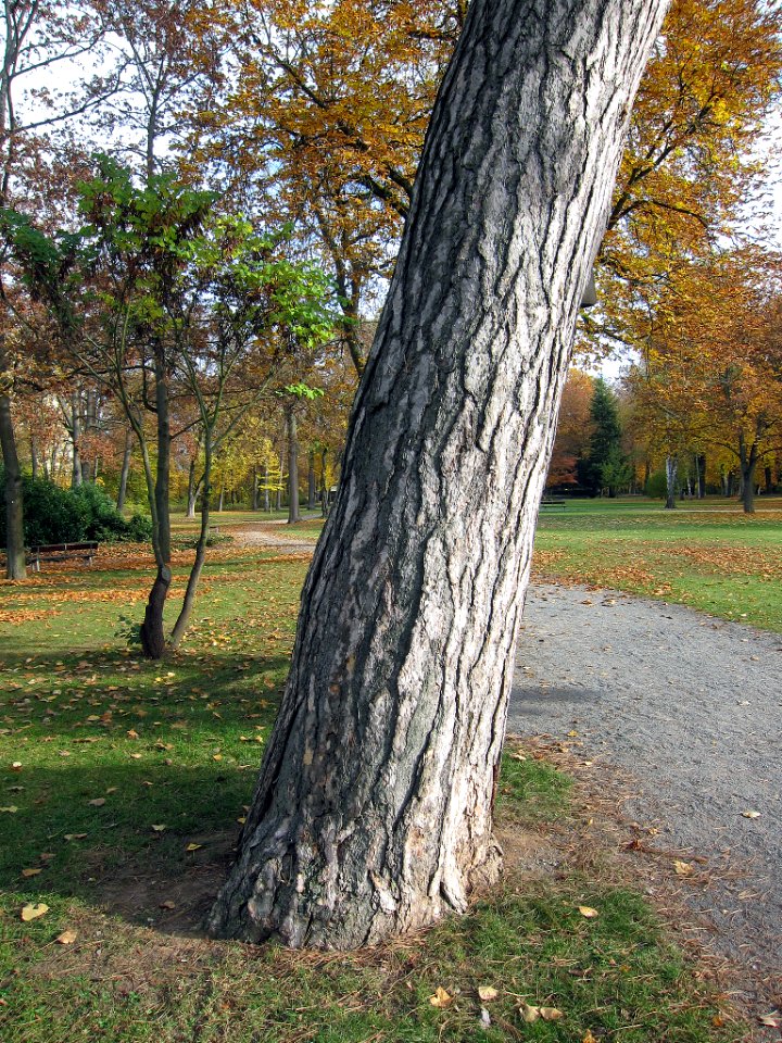 Kiefer Schweinfurt, 1