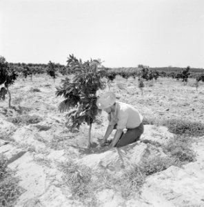 Kibboets Nir Elyahu Kibboetsbewoner bezig bij een nieuwe aanplant van vruchtbom, Bestanddeelnr 255-3737