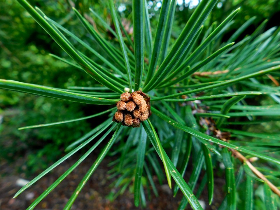 Keteleeria evelyniana 2