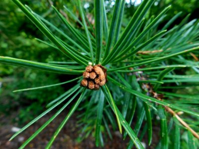 Keteleeria evelyniana 2