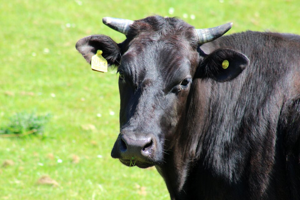 Black green farm green cow