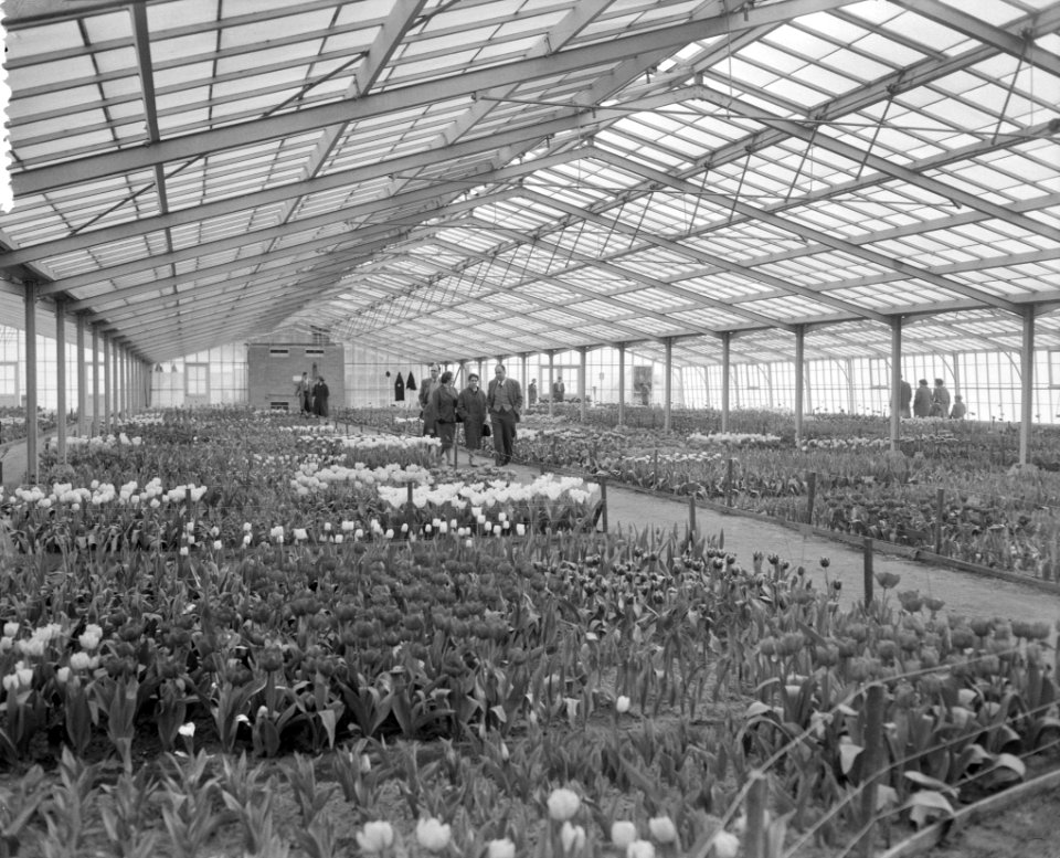 Keukenhof geopend (niet officieel), Bestanddeelnr 908-4325
