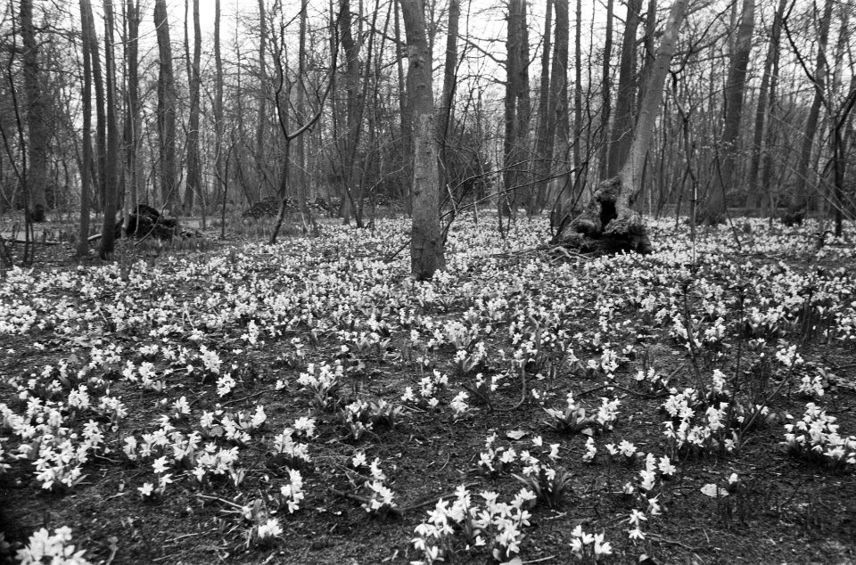 Keukenhof voor gedeelte al in bloei, Bestanddeelnr 927-7244