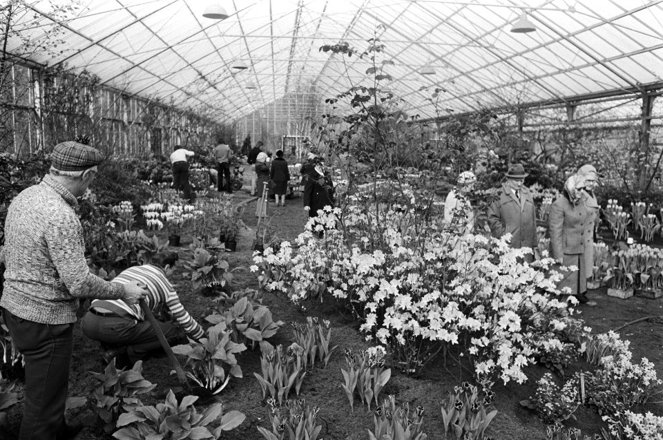 Keukenhof binnenkort open werklieden in een kas, de enig plaats waar de bloemen, Bestanddeelnr 928-4901