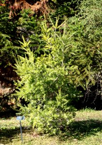 Keteleeria davidiana - Quarryhill Botanical Garden - DSC03486