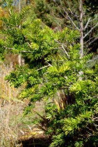 Keteleeria davidiana - Quarryhill Botanical Garden - DSC03433