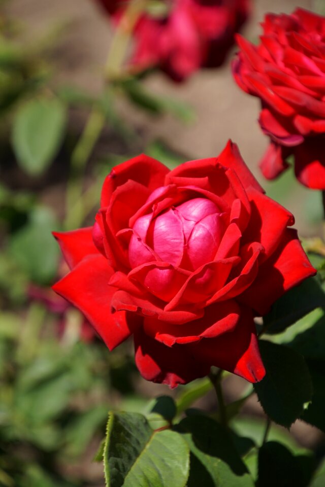 Red purple blossom