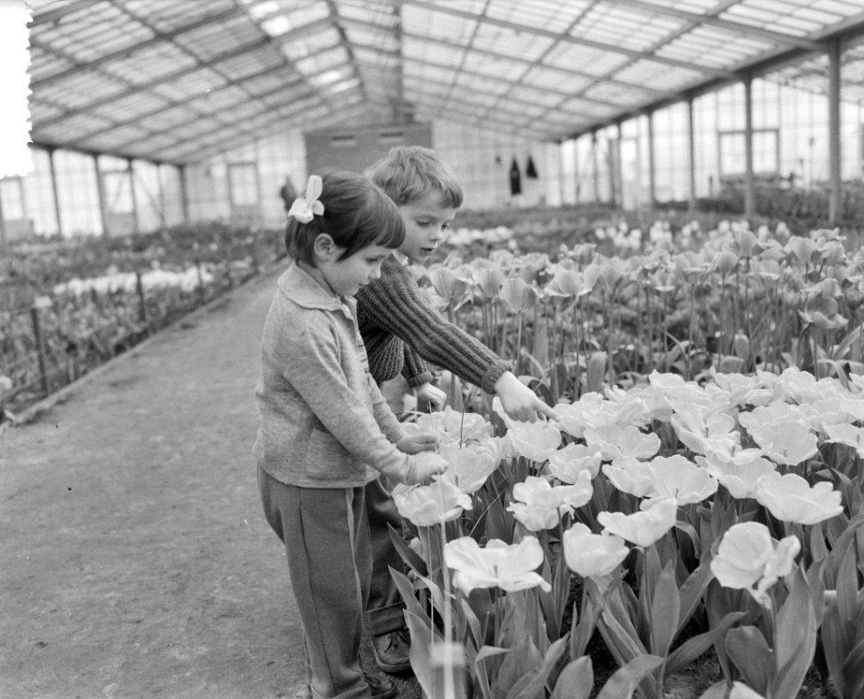 Keukenhof geopend (niet officieel), Bestanddeelnr 908-4321