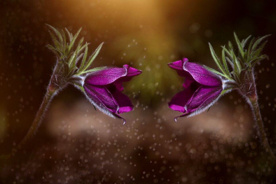 Purple anemones two for two
