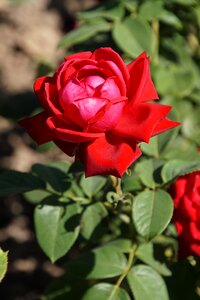 Red purple blossom
