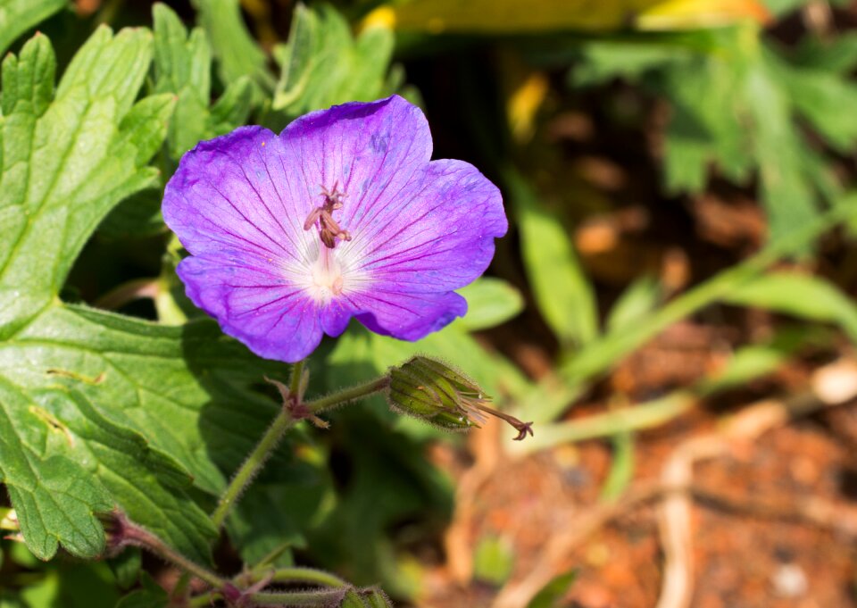 Cranesbill purple delicate flower