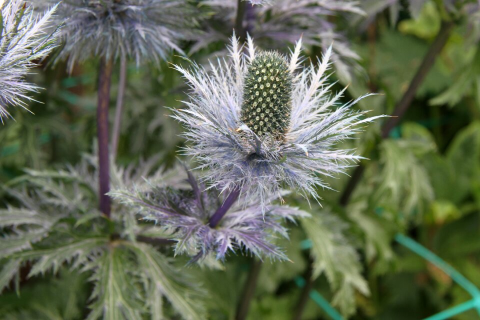 Sting plant blossom