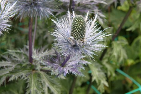 Sting plant blossom photo