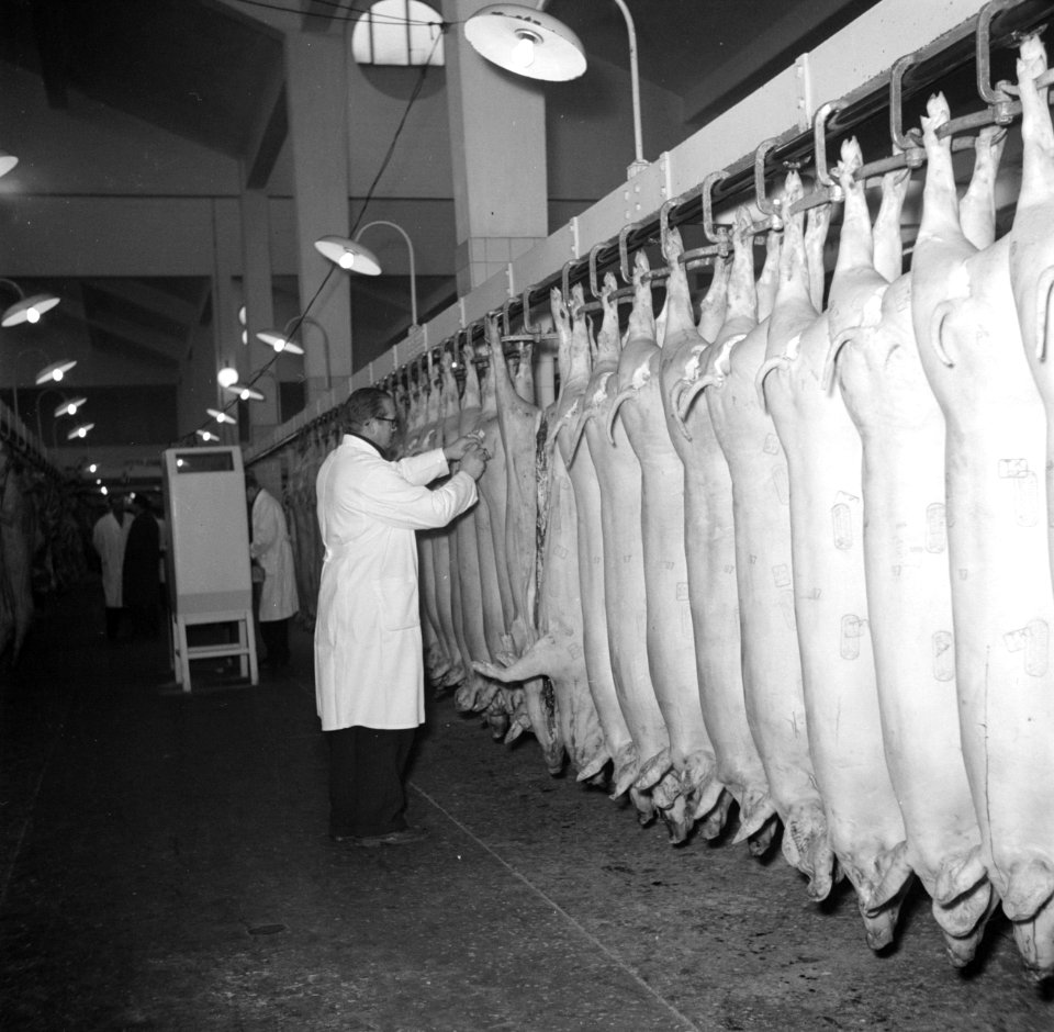 Keuring van het vlees aan de slachtlijn van de vleeshallen in het deel waar vark, Bestanddeelnr 252-9057