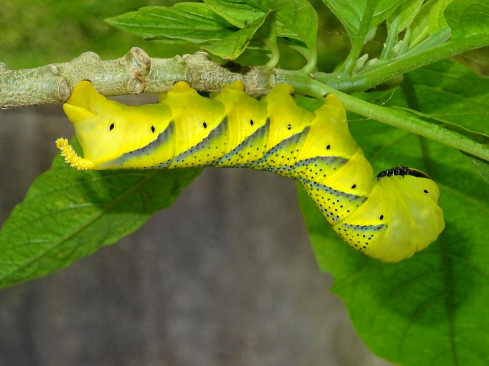 Insect hanging nature