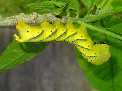 Insect hanging nature