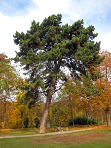 Kiefer Schweinfurt, 2
