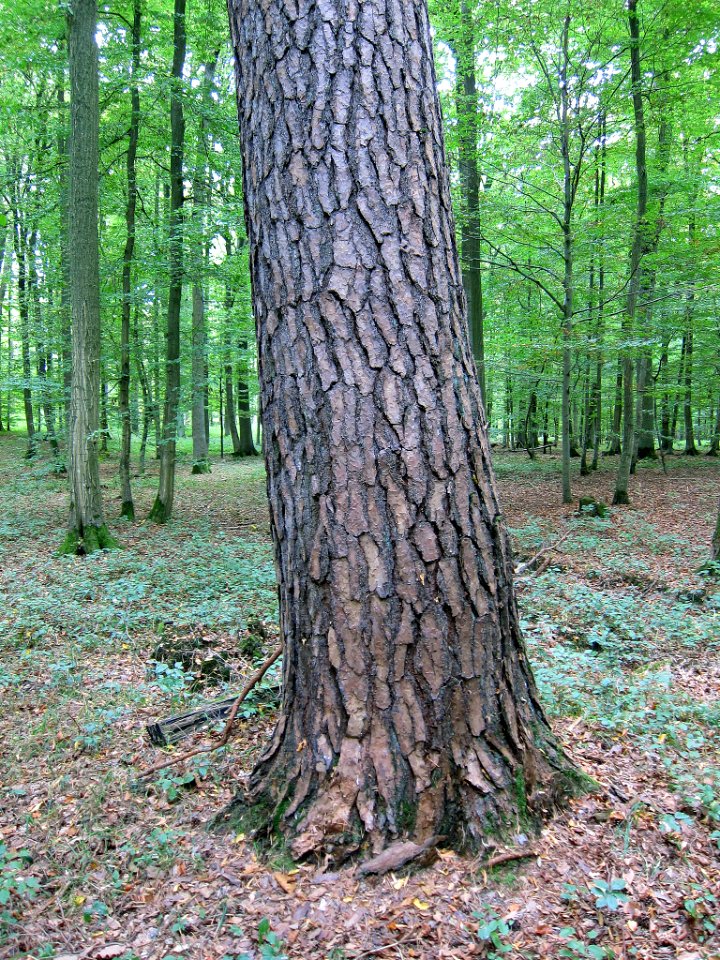Kiefer Kreuzthal, 3