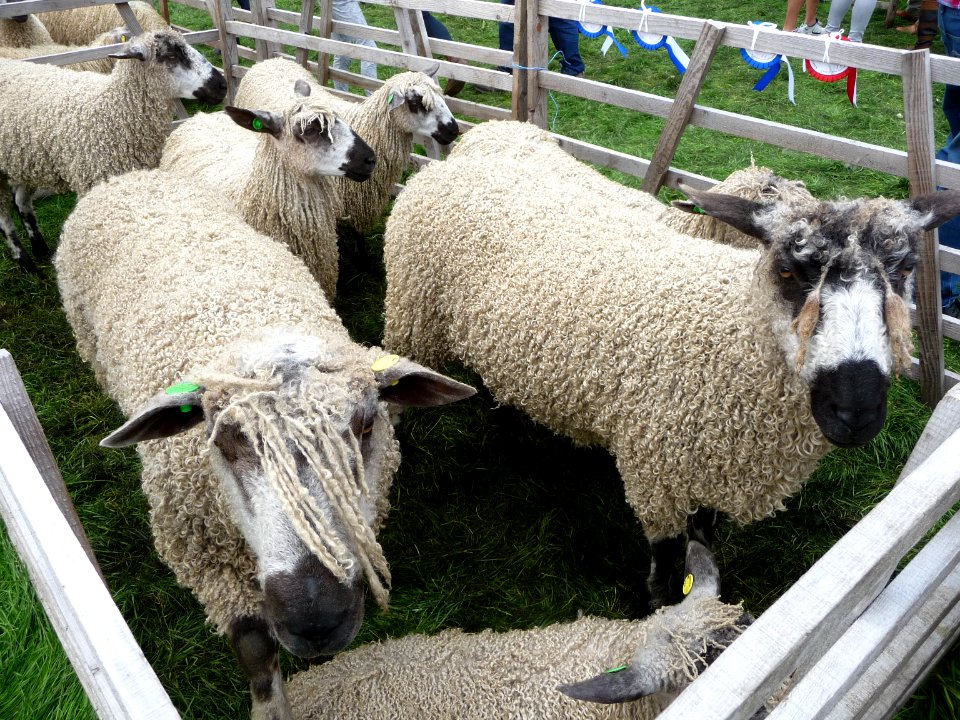 Kilnsey Show 36
