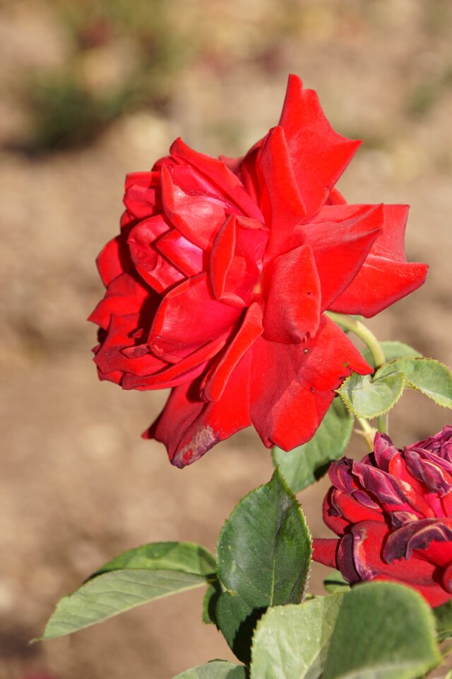 Red purple blossom